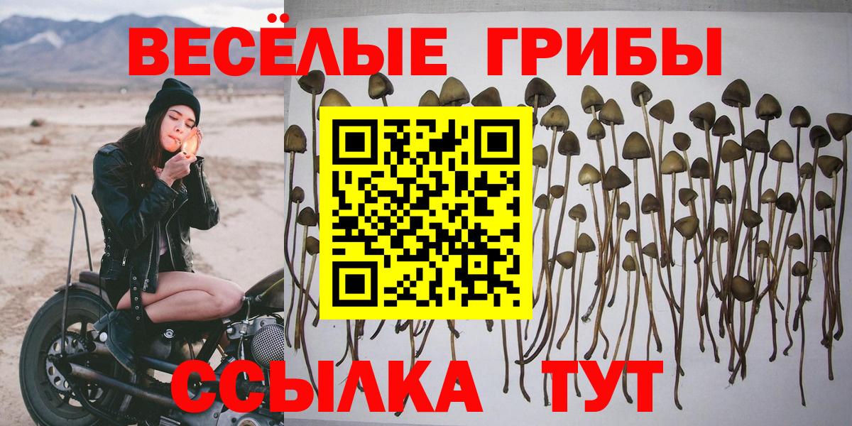 Псилоцибиновые грибы Psilocybine cubensis Новочебоксарск
